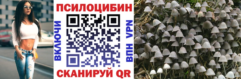 Псилоцибиновые грибы Psilocybe  Купить  Ершов 